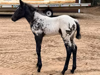 Mare, Appaloosa — photo 5