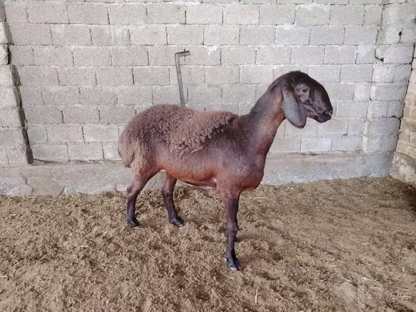 Ovejas (lote, sexo no especificado), Blackheaded Persian sheep