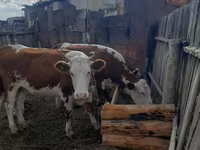 गाय, Simmental cattle — फ़ोटो 3