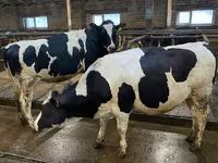 母牛, Holstein breed — 照片 1