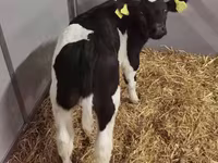 Cow, Russian Black pied cattle — photo 6