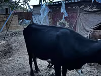 بقرة, Latvian Blue cattle — الصورة 6