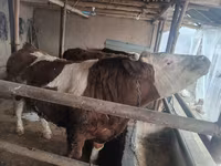 ثور, Simmental cattle — الصورة 3