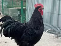 Chickens — Foto 1