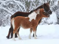 公马, American shetland pony — 照片 6