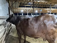Cow, Brahman — photo 5