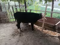 Rinder (Partie, Geschlecht nicht angegeben), Russian Black pied cattle — Foto 2