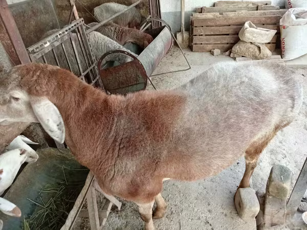 Carnero, Arashan sheep