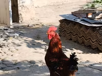 Chickens — Foto 6