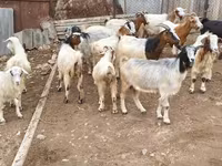 Коза, Дамасская коза — фото 1