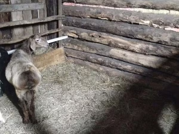 Widder, Arashan sheep