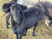 Carnero, Hissar sheep — foto 2