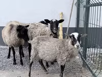 Ram, Hissar sheep — photo 2