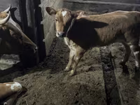 母牛, Swiss cattle — 照片 2