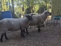 Carnero, Shroshire sheep — foto 4