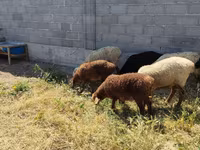 母羊, Sheep — 照片 5