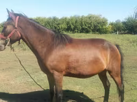 فرس, Horse breed — الصورة 3