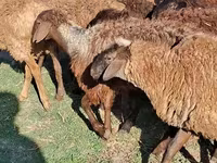ناقة, الجمال — الصورة 3