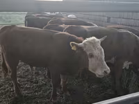 Bulle, Kasachische Weißkopfkuh — Foto 1