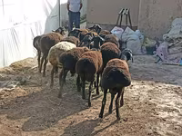 Sheep (batch, sex not specified), Tajik sheep — photo 2
