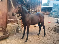 Caballo, French Trotter — foto 3