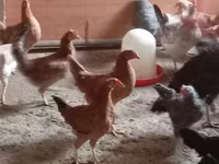 Chickens — फ़ोटो 1