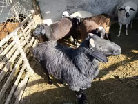 公羊, Sheep — 照片 4