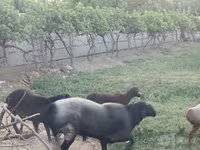 Widder, Edilbay sheep — Foto 6