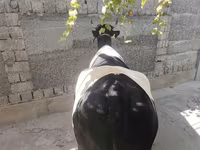 Kuh, Russian Black pied cattle — Foto 7