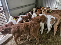 Cattle (batch, sex not specified), Simmental cattle — photo 2