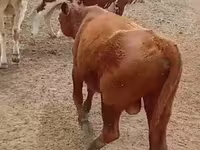 ثور, الماشية — الصورة 1