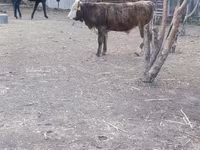 सांड, Simmental cattle — फ़ोटो 5