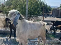 Billy Goat, Goats — photo 1