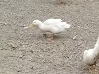 German Pekin — photo 6