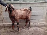 تيس, Beetal goats — الصورة 3