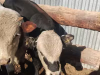 Vaca, Latvian Blue cattle — foto 1
