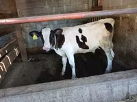 ثور, Swiss cattle — الصورة 1