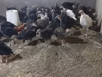 Turkeys — photo 1