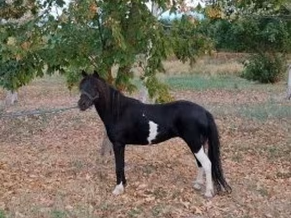 فرس, الخيول