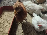 Leghorn — Foto 4