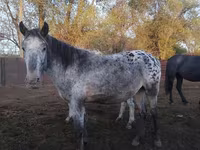 Yegua, Appaloosa — foto 2