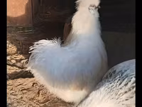 Silkie — photo 1