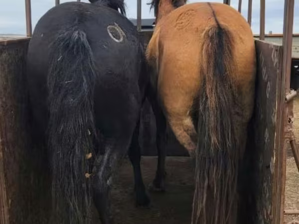 فرس, Kazakh horse