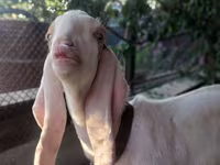 تيس, Kamori goats — الصورة 3