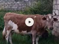 母牛, Azerbaijani zebu — 照片 1