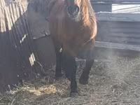घोड़ा, Mugalzhar horse — फ़ोटो 3
