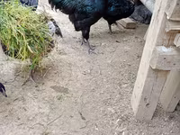 Australian Pit Game fowl — photo 5