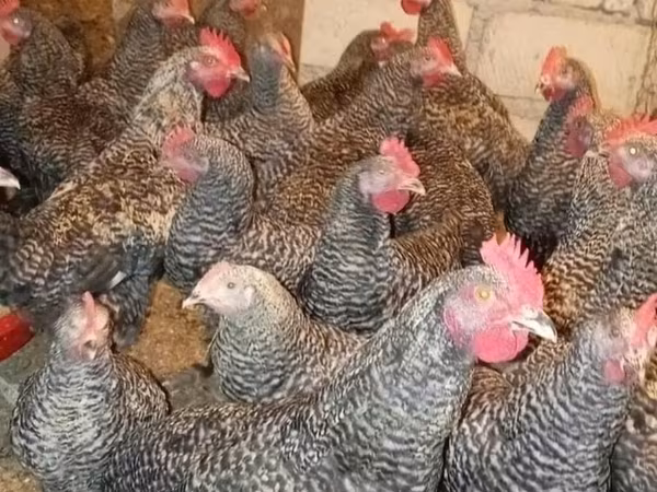 Slovenian Barred Hen