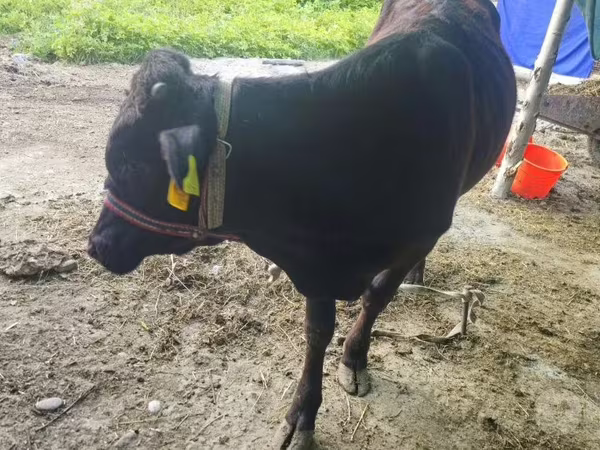 Toro, Ganado vacuno