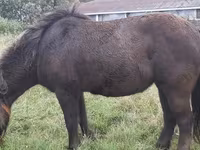 Horses (batch, sex not specified), Shetland Pony — photo 8